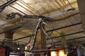 Dinosaurios Museo de Historia Natural