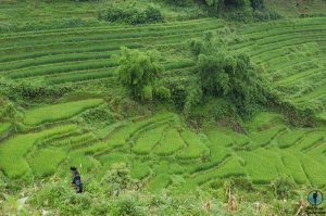 Trekking ruta Sapa