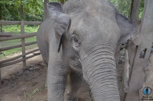 Montar elefante Laos