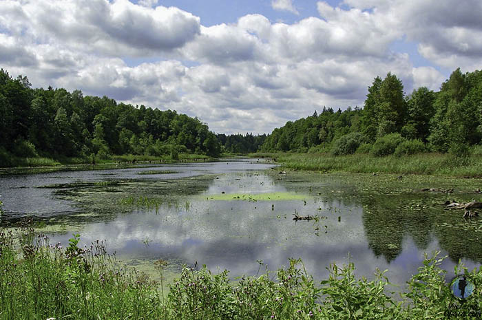Reserva Forestal de Bialowieza