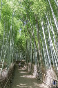 Bosque de Bambú de Arashiyama