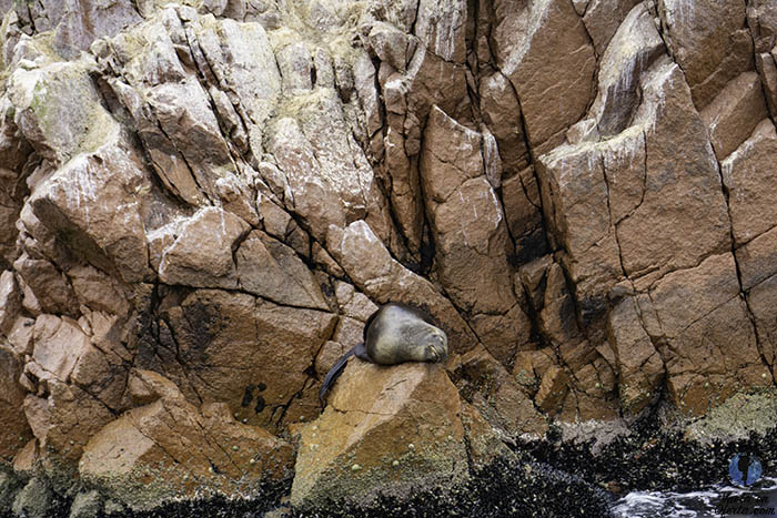 Reserva Nacional de Paracas