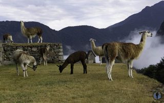 Consejos visitar Machu Picchu