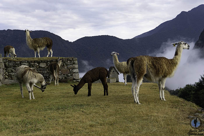 Consejos visitar Machu Picchu